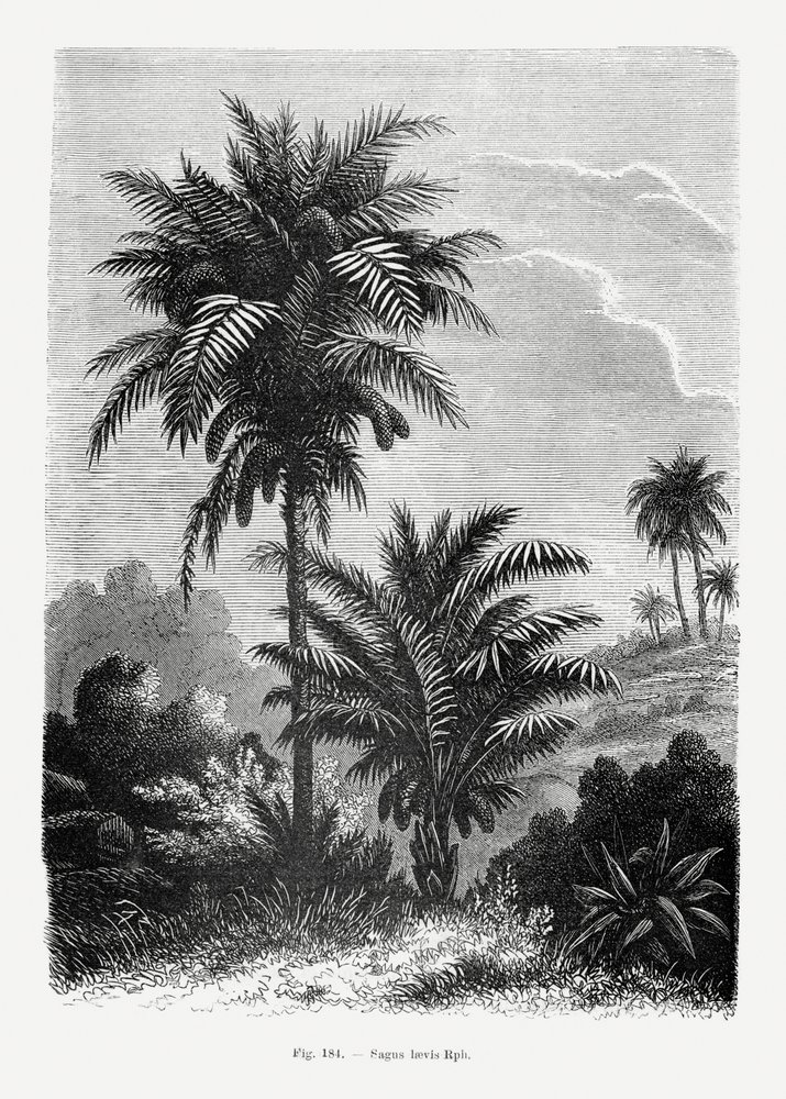  - Les Palmiers Histoire Iconographique