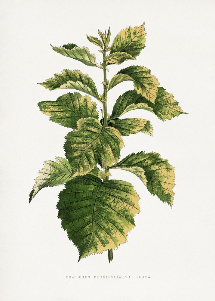  - Les Plantes a Feuillage Colore