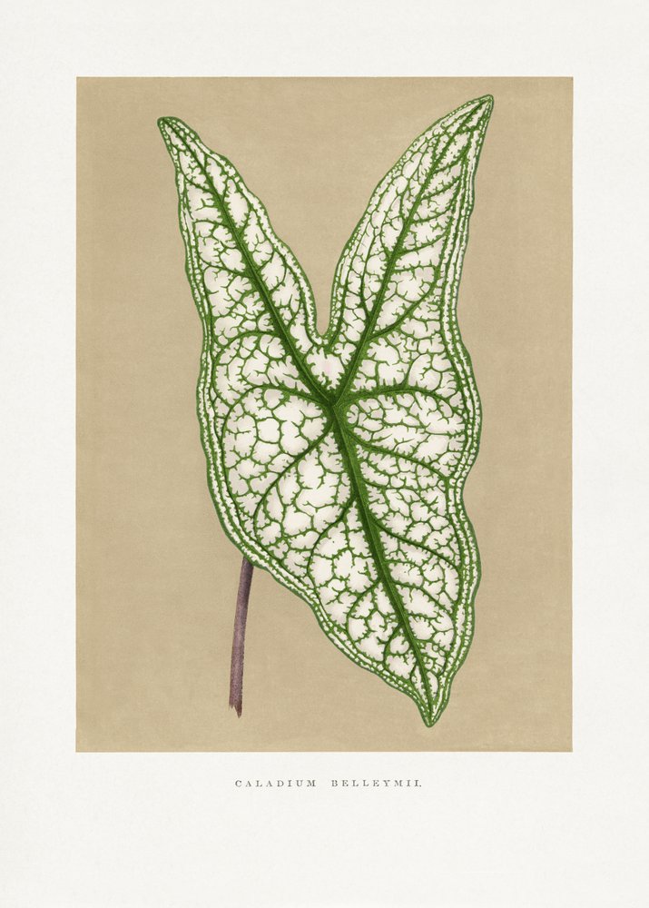 Illustration d
