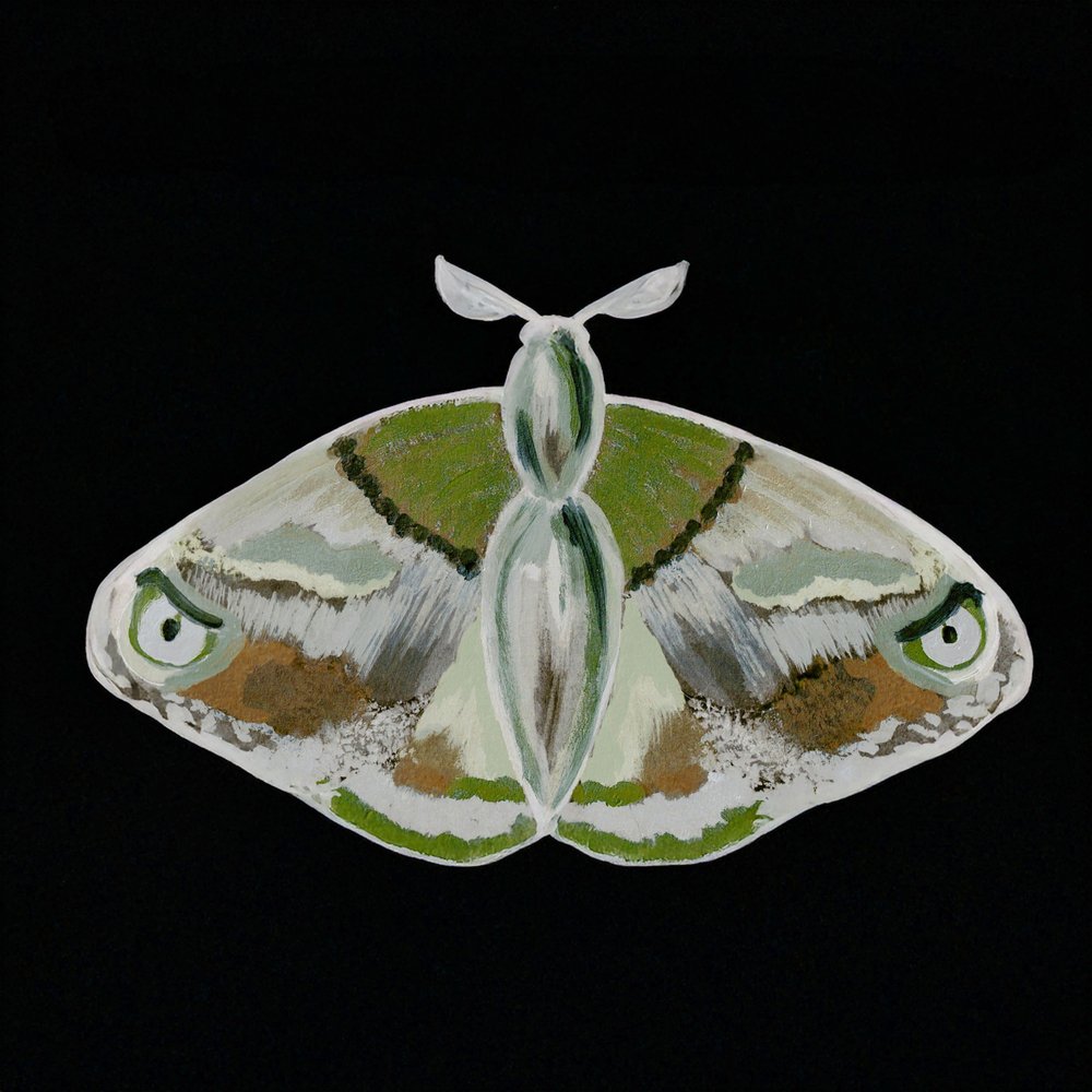 Un papillon de nuit vert remarquable - Lori Ann Folz