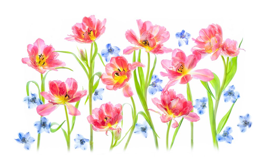 Tulipes roses délicates - Lydia Jacobs