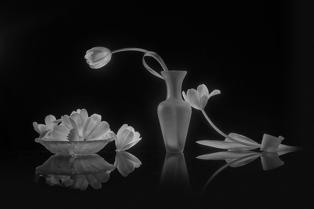 Élégantes tulipes noires et blanches - Lydia Jacobs