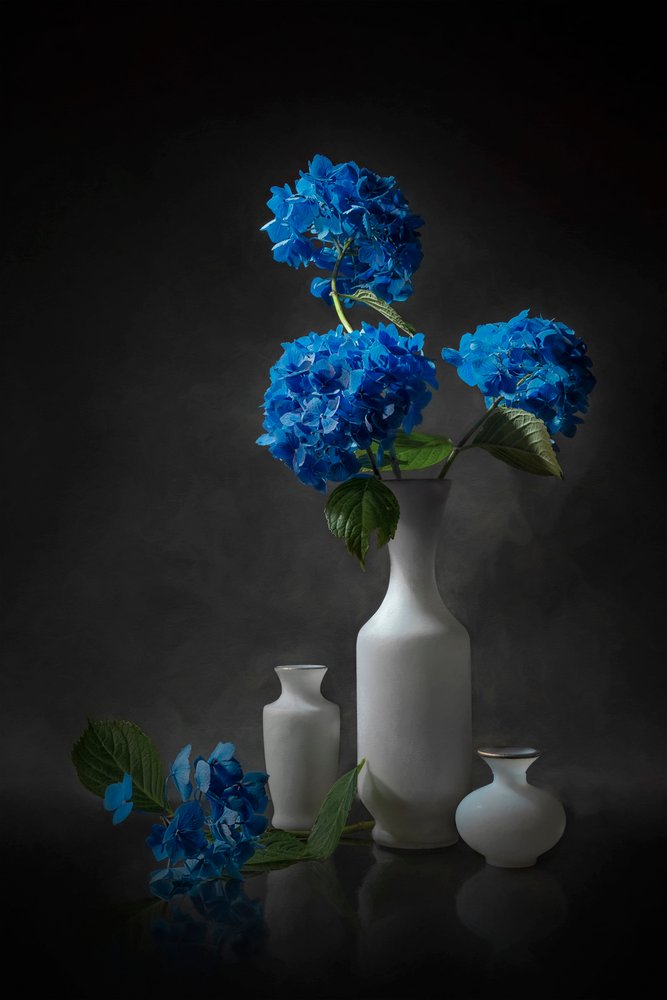 Élégants hortensias bleus - Lydia Jacobs