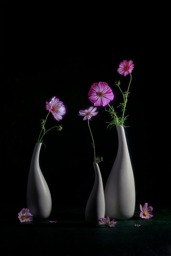 Nature morte élégante aux cosmos - Lydia Jacobs