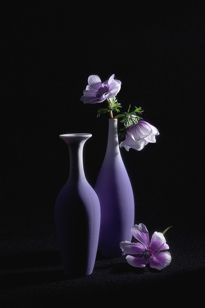 Élégantes anémones violettes - Lydia Jacobs