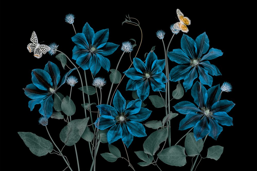 Jardin bleu éthéré - Lydia Jacobs