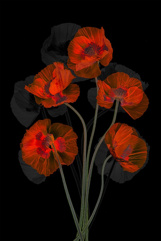 Coquelicots rouges éthérés - Lydia Jacobs