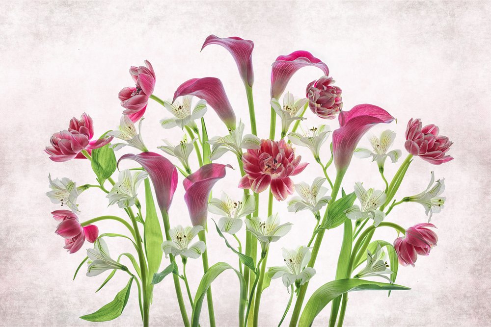 Fleurs fraîches roses et blanches - Lydia Jacobs