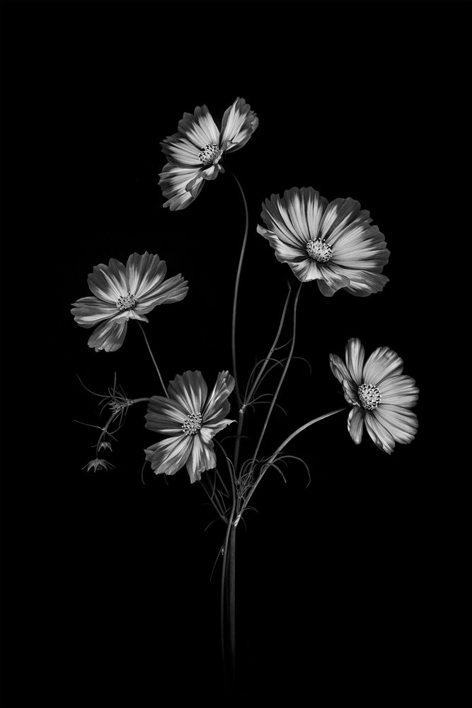 Fleurs du cosmos en noir et blanc - Lydia Jacobs