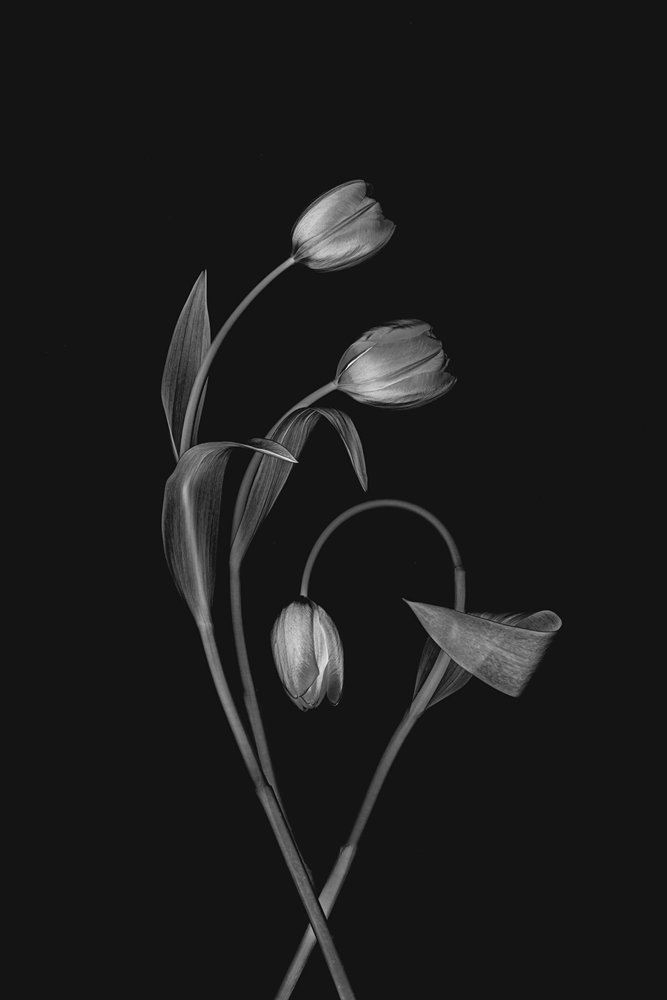 Tulipe « Grace » monochrome - Lydia Jacobs