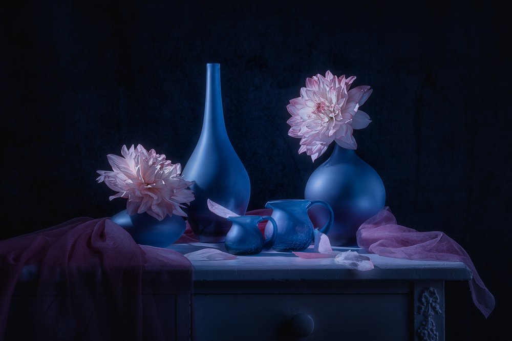 Dahlia « Moody Blue » - Lydia Jacobs