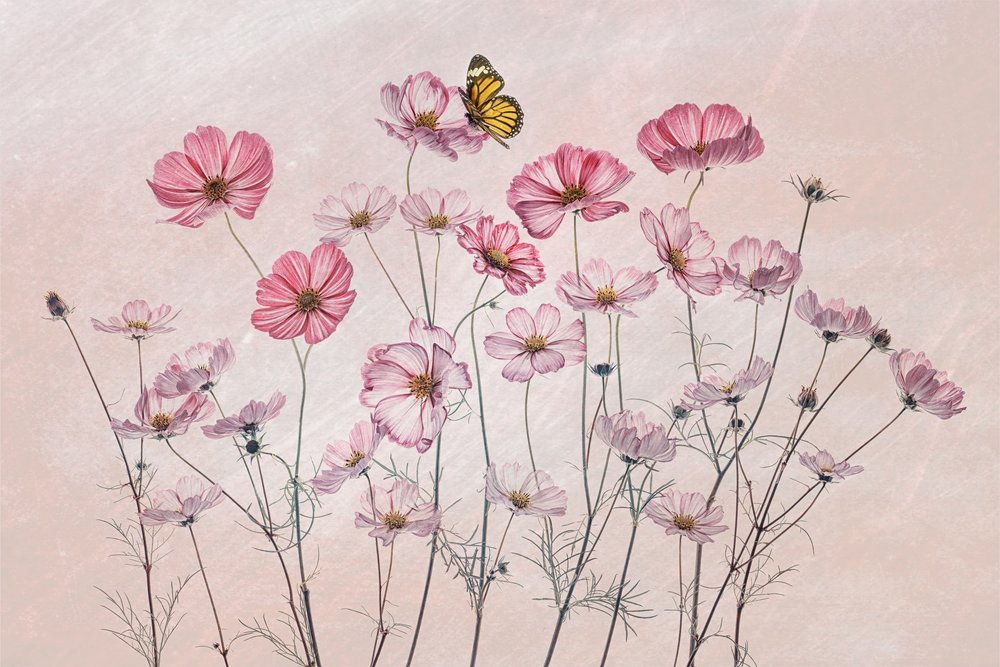 Papillon Cosmos rose - Lydia Jacobs