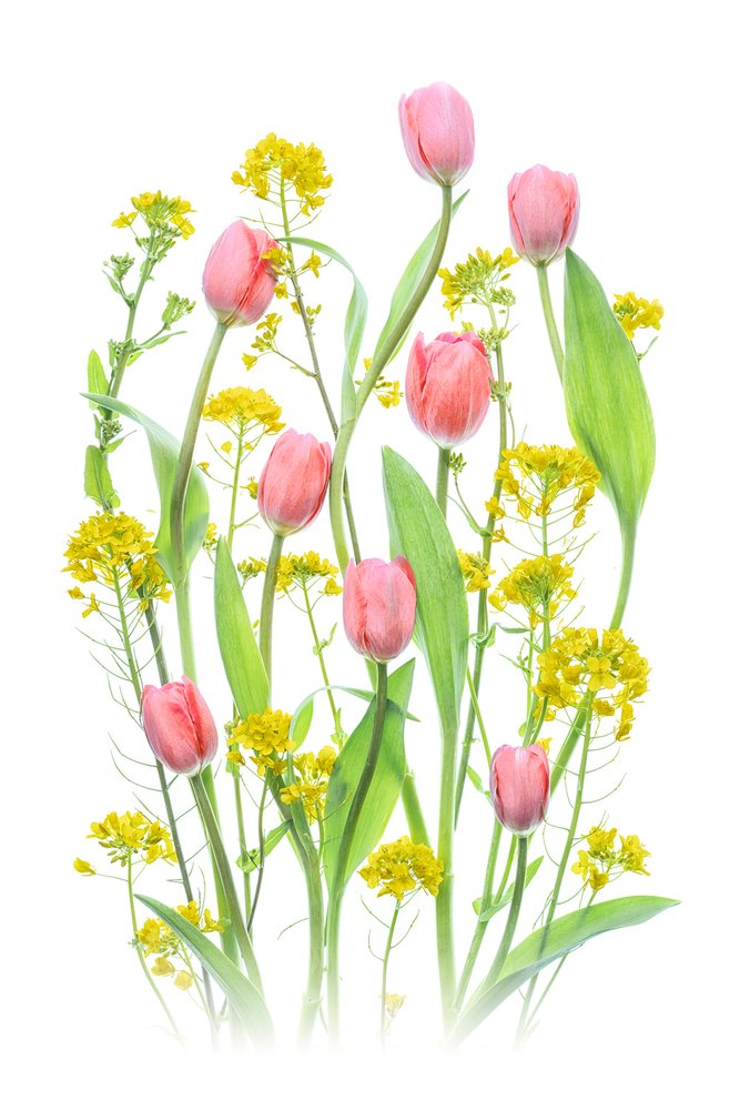 Tulipes roses et fleurs jaunes - Lydia Jacobs
