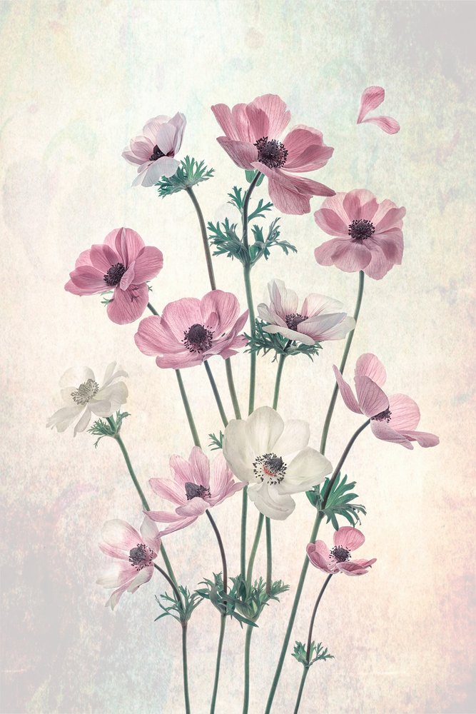 De jolis coquelicots dansants - Lydia Jacobs