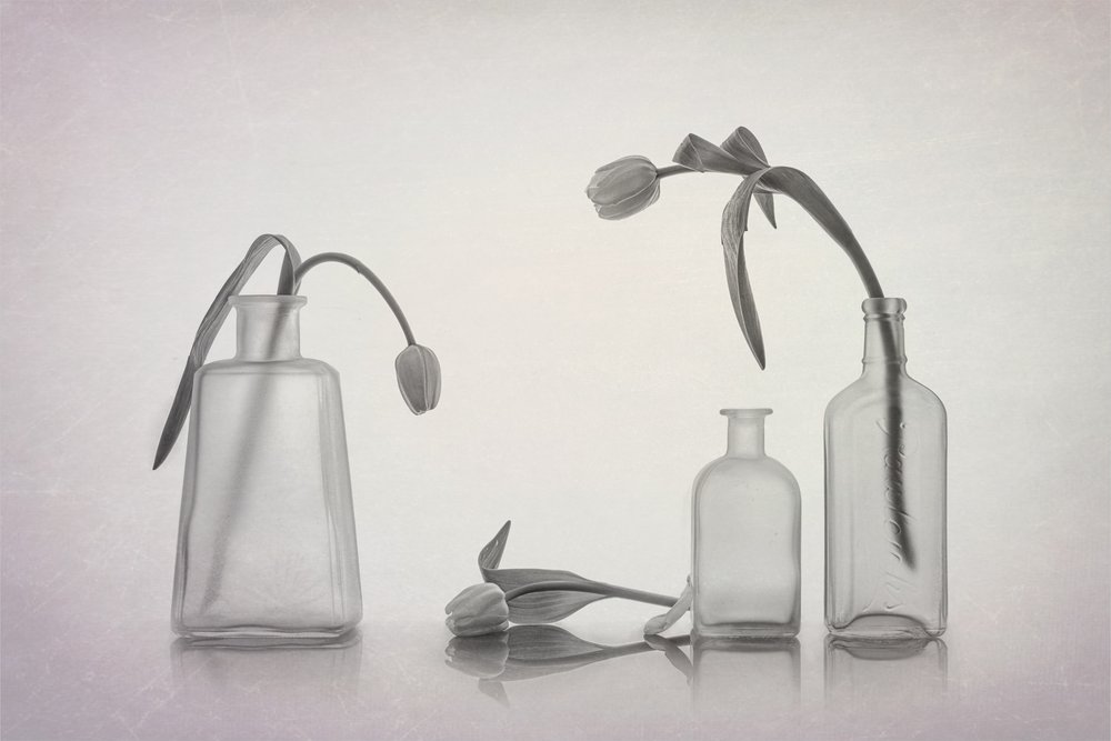 Nature morte tranquille aux tulipes - Lydia Jacobs