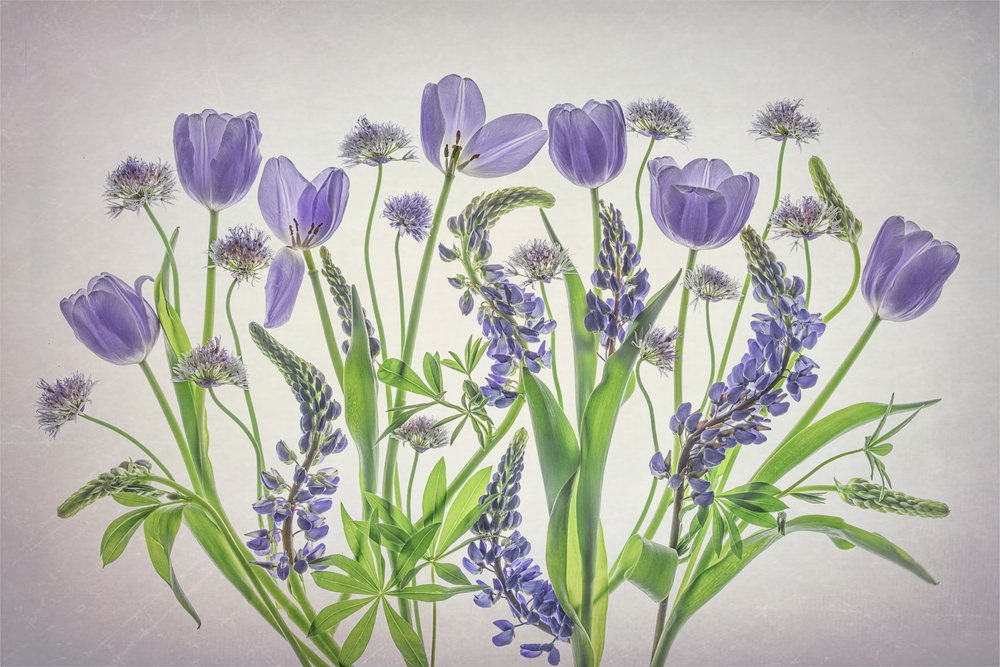 Fleurs violettes aux teintes douces - Lydia Jacobs