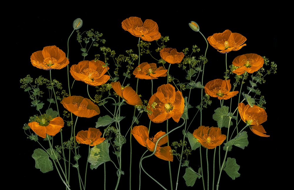 Coquelicots orange vif - Lydia Jacobs