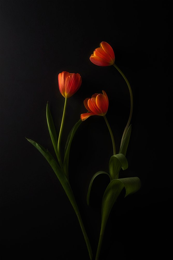 Tulipes aux couleurs vives sur fond sombre - Lydia Jacobs