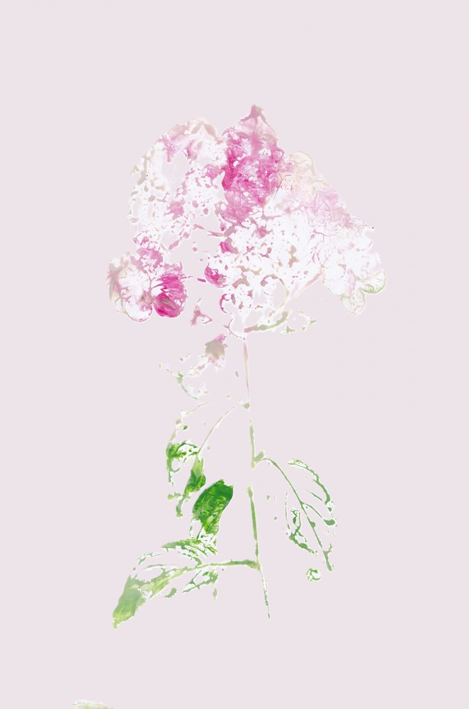 Résumé : Fleur rose - Maira Ribena
