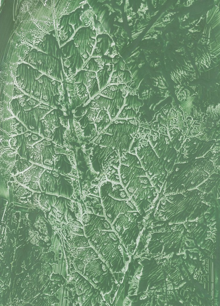 Texture de feuilles vert foncé - Maira Ribena
