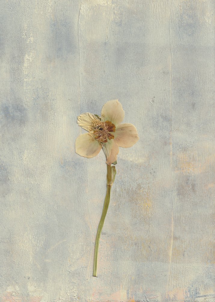 Fleur pressée délicate - Maira Ribena