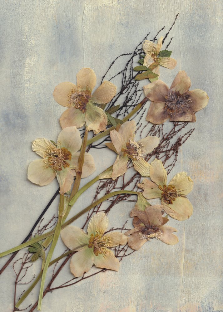 Fleurs pressées délicates - Maira Ribena
