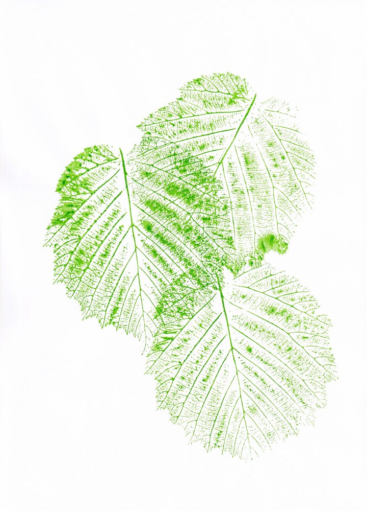 Imprimés de feuilles vertes fraîches - Maira Ribena