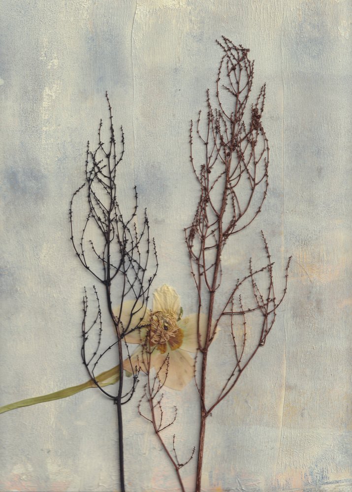 Plantes séchées en quantités minimales - Maira Ribena