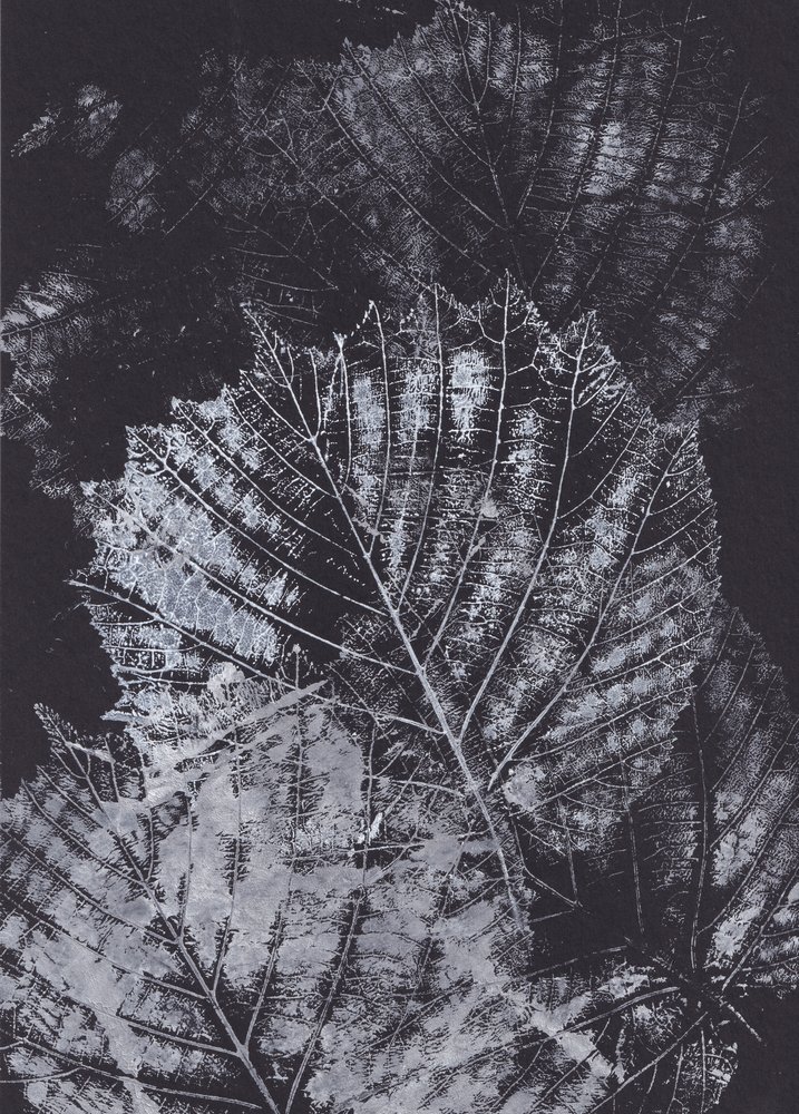 Étude de feuilles en noir et blanc - Maira Ribena