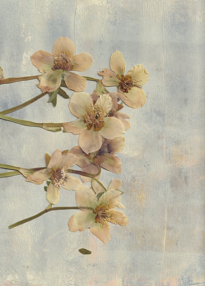 Fleurs pressées bleu pâle - Maira Ribena