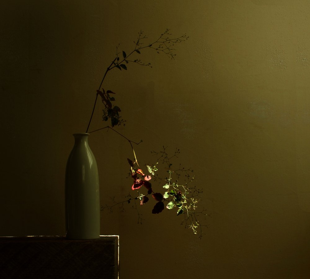 Nature morte botanique mélancolique - Margaret Halaby