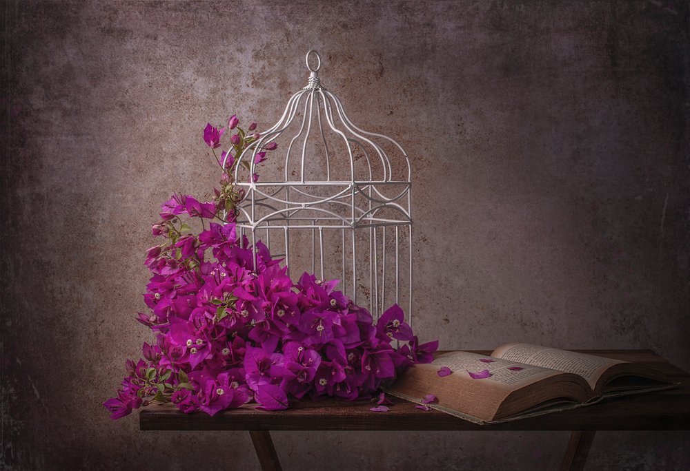 Bougainvillier rustique et livre - Margareth Perfoncio