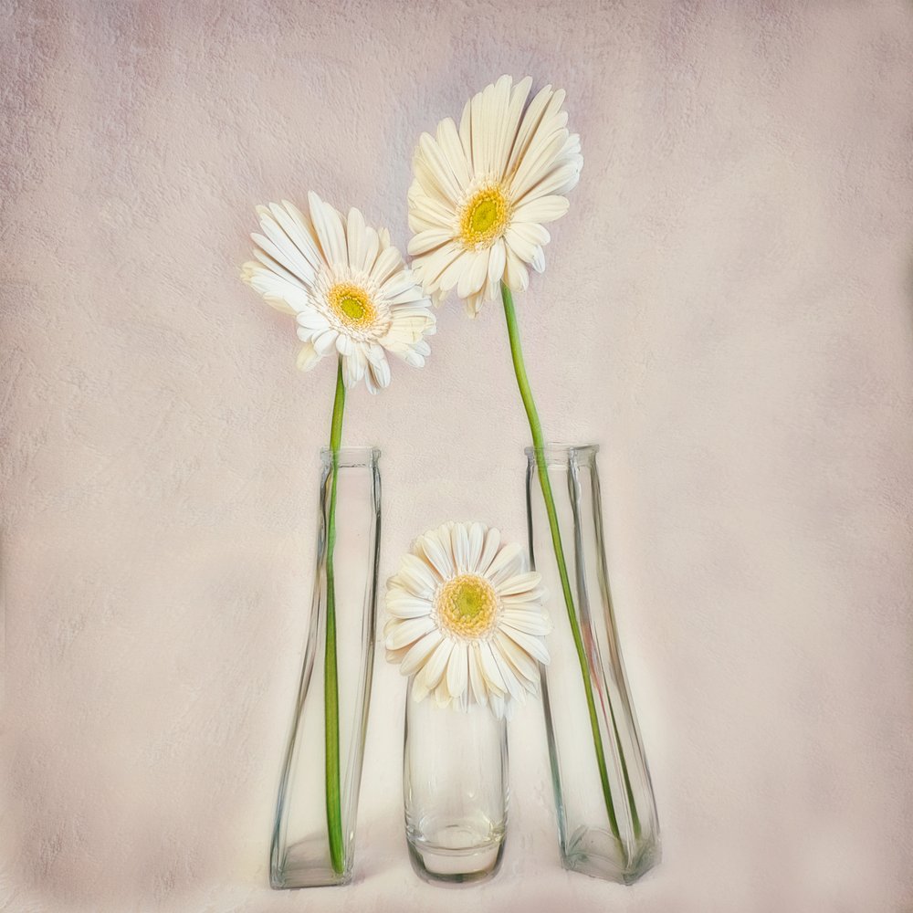 Gerberas blanches élégantes - Marie-anne Stas