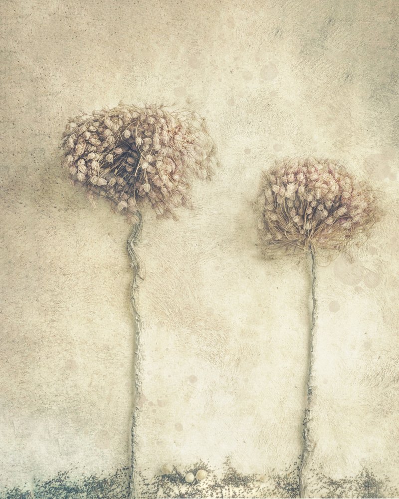 Fleurs séchées rustiques - Marie-anne Stas