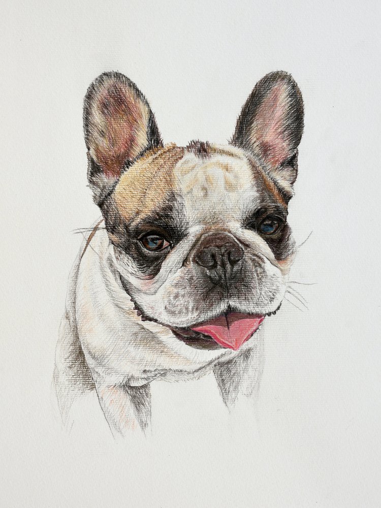 Bouledogue français heureux - Marina Kozyr