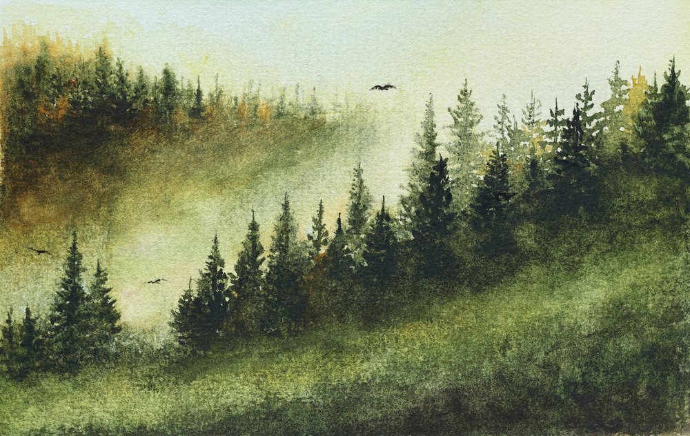 Forêt sempervirente brumeuse - Marina Kozyr