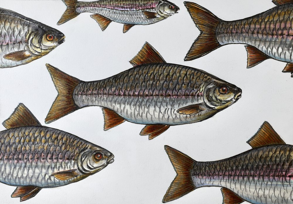 Illustration d