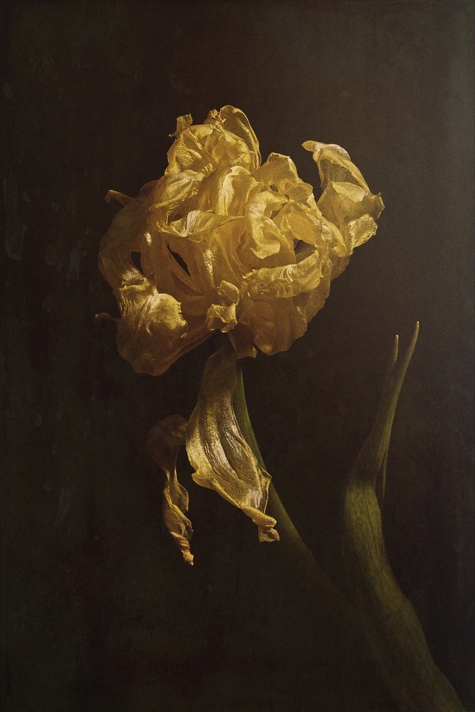 Le déclin de Golden Tulip - Naoya Nakagawa