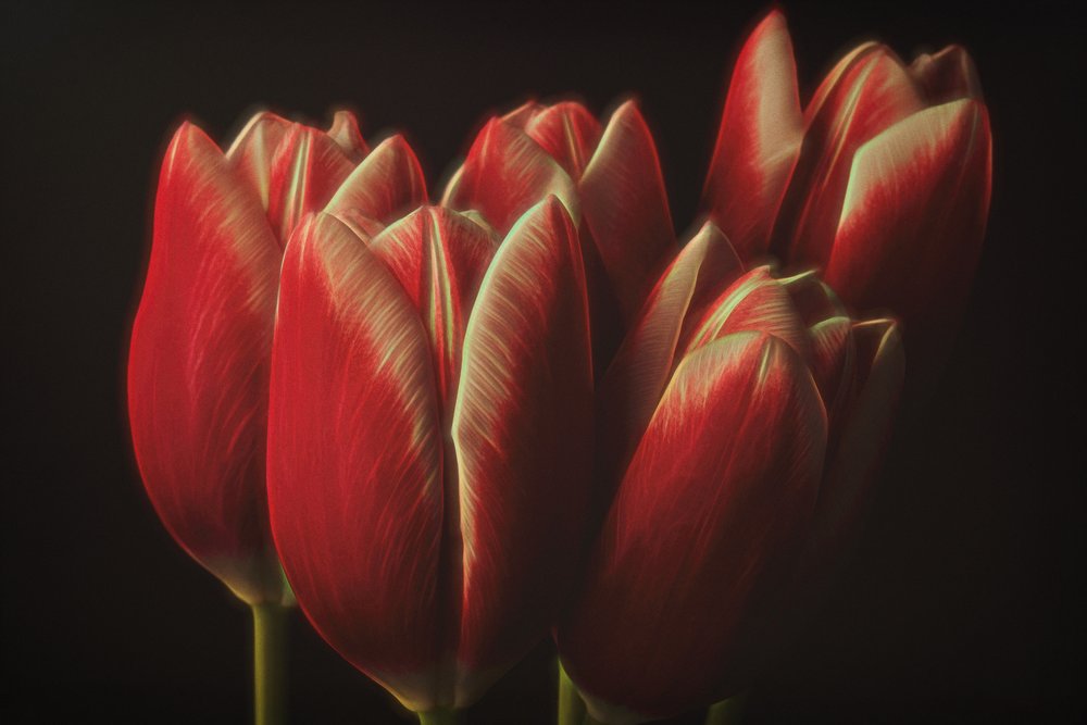 Tulipes rouges « Moody » - Naoya Nakagawa