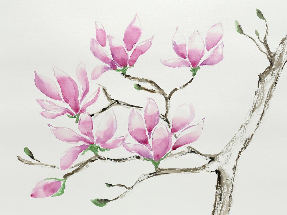 Magnolias rose pâle - Natalie Bruns