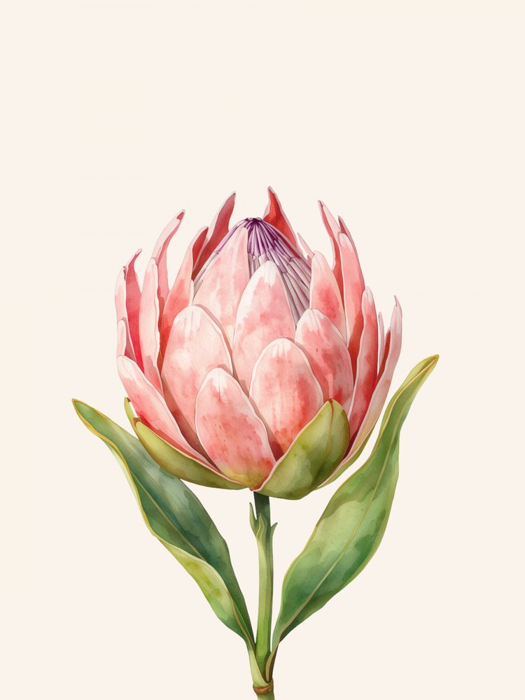 Fleur de protéa rose - Ohkimiko