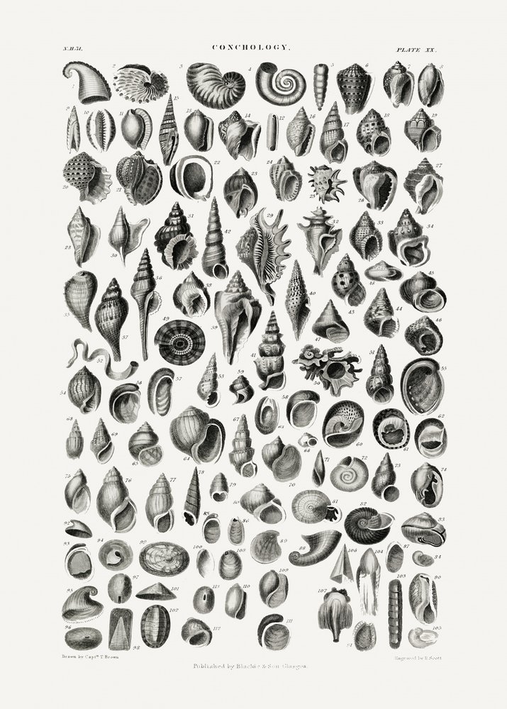 Sealife III - Oliver Goldsmith