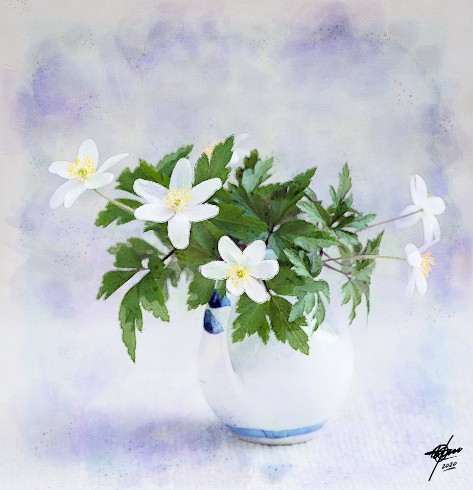 Délicates fleurs blanches printanières - Osvaldo Russo