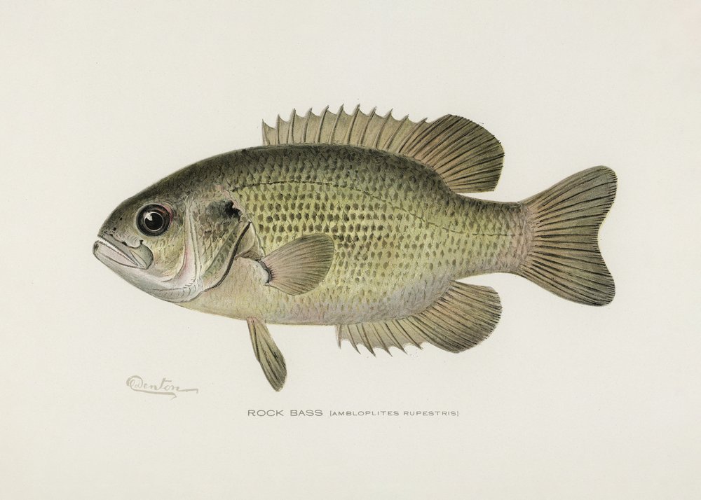 Le bar de roche (Ambloplites rupestris) Par Sherman F. Denton (1856-1937) - Pictufy