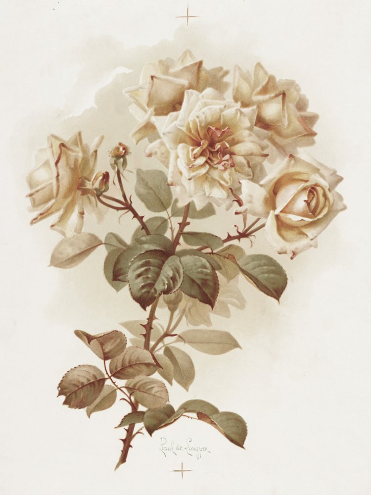 Roses jaunes ; Roses Reve D