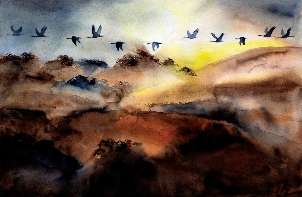 Des oiseaux survolant les collines - RodMacIver