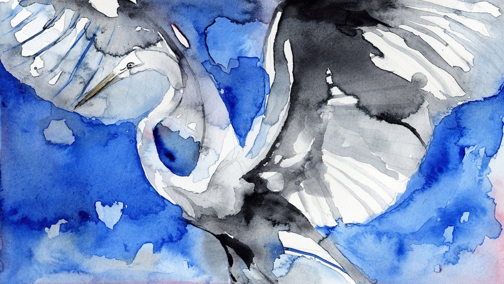 Héron bleu en vol - RodMacIver