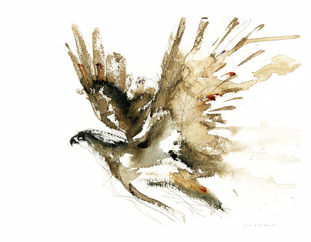 Aquarelle « Faucon en vol » - RodMacIver