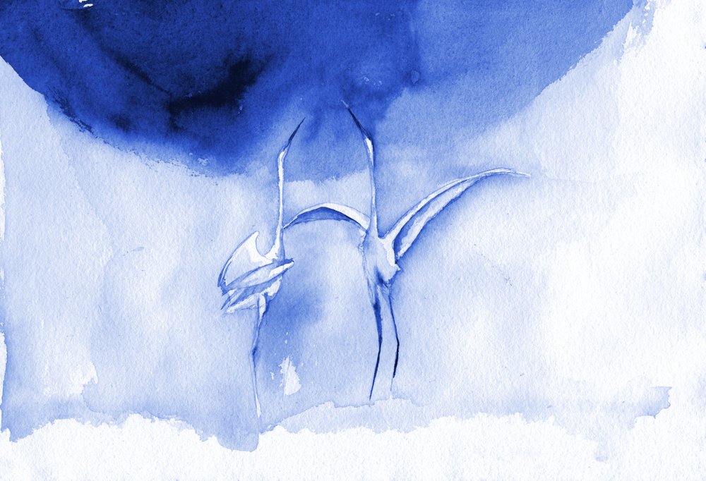 Gracieux oiseaux bleus - RodMacIver