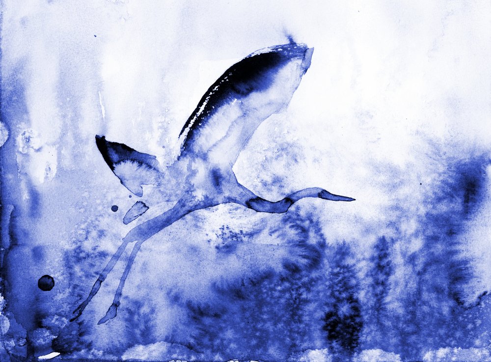 Le gracieux héron bleu - RodMacIver